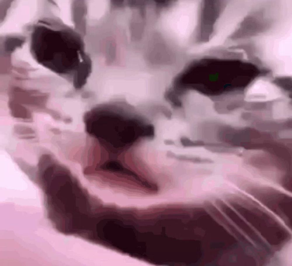 a close up of a cat 's face with a blurry background .