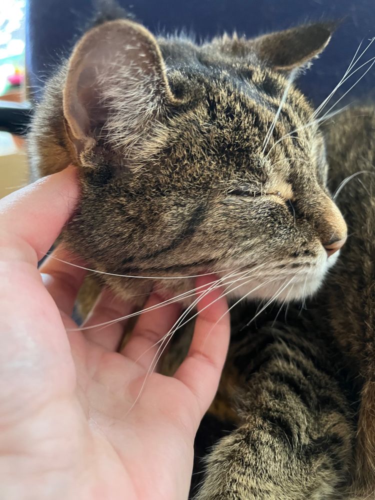 A brown tabby cat being pet by a white person’s hand 