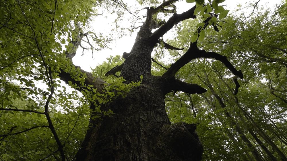 Ein Blick nach oben in einem Wald, direkt im Zentrum steht eine dunkle, große Eiche, die kahle Äste hat