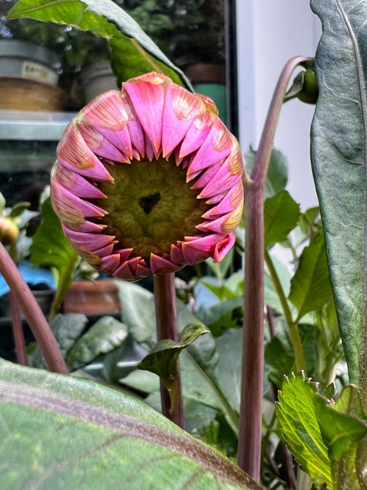 Dahlia bud, partly open, looks like an alien eye.