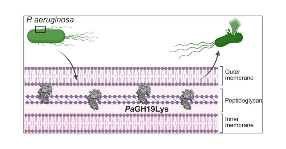 Pseudomonas aeruginosa Cryptic Prophage Endolysin Is a Highly Active Muramidase