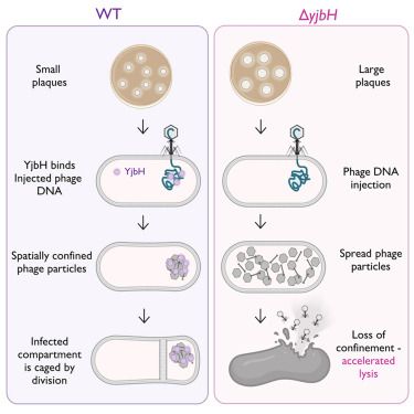 A bacterial host factor confines phage localization for excluding the infected compartment through cell division