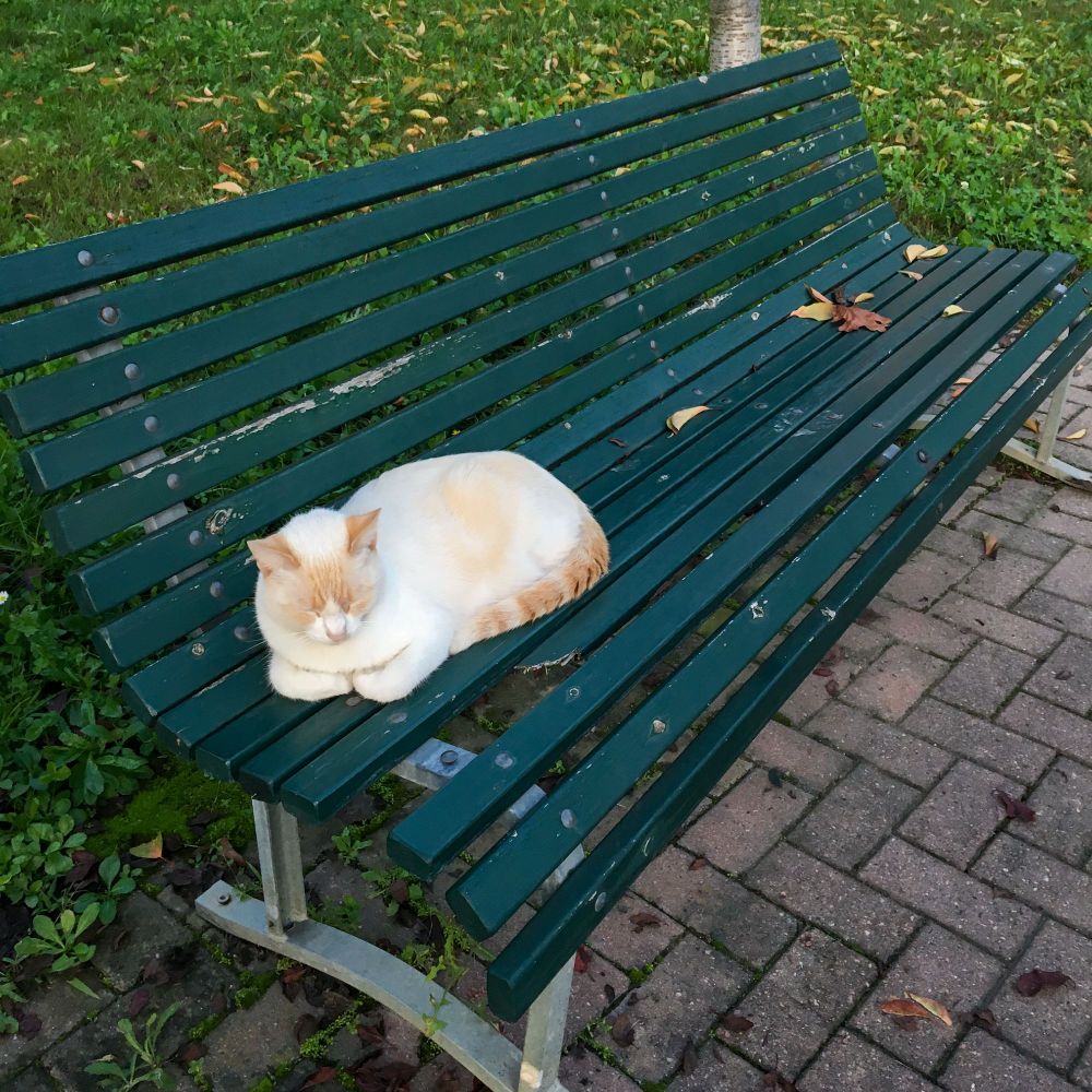 A white cat with orange pattern napping on a bench in the park.
