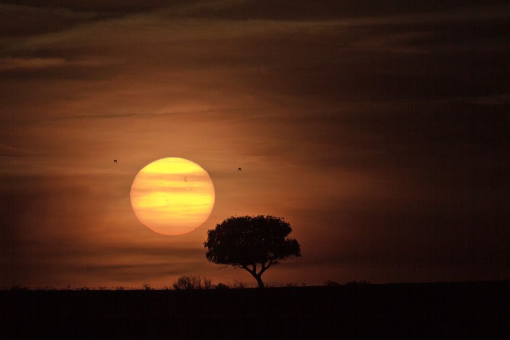 the sun is visible near the horizon over what looks like a savannah with one tree in the background. the sun's about the same size as that tree's canopy. it's dark, the tree is silhouetted in orange hazy light from the sun as dispersed through loose clouds. a group of sunspots is visible on the sun's surface