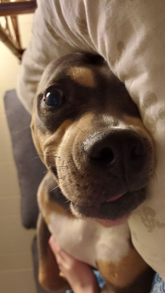 A photo of muffin where the angle is such that she looks goofy and bug-eyed.