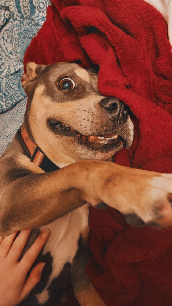 A photo of our dog Muffin. She's looking at the camera with the whites of her eyes showing and one paw coming toward the camera.