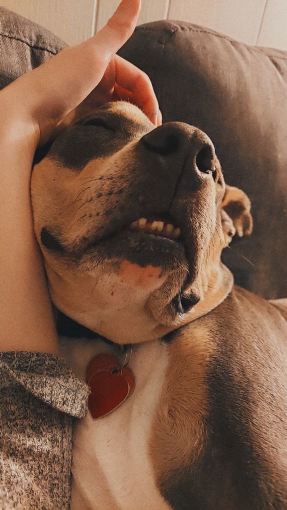 A photo of Muffin, also with my arm in there. Her eyes are closed and her underbite is showing; she looks very content.