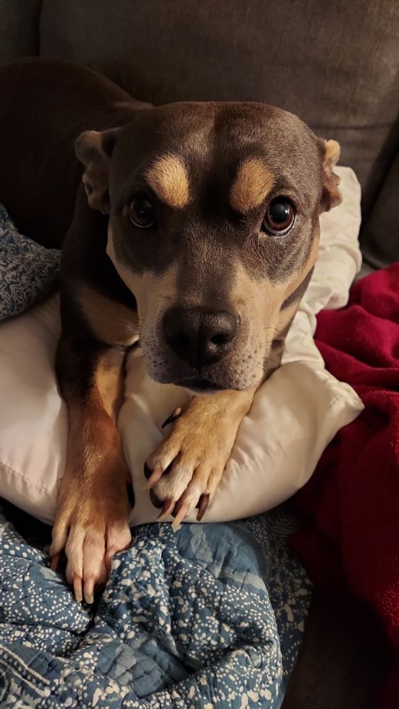 A photo of muffin fresh out the bath. She's lounging on a pillow looking up at the camera. Very photogenic. 