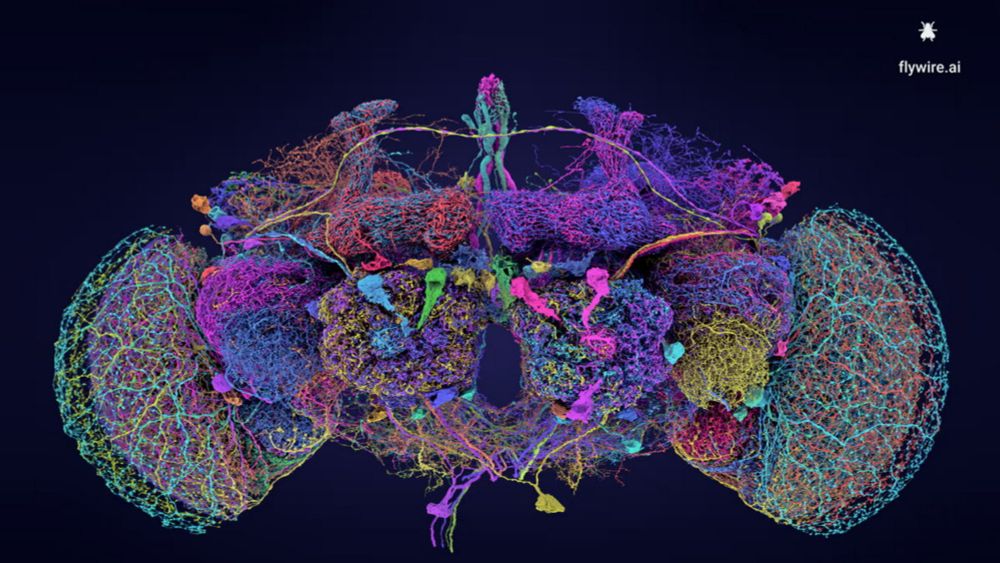 ハエの脳の完全なマッピングに大規模な科学者チームが成功、ヒトの脳の理解に向けた大きな一歩を踏み出す