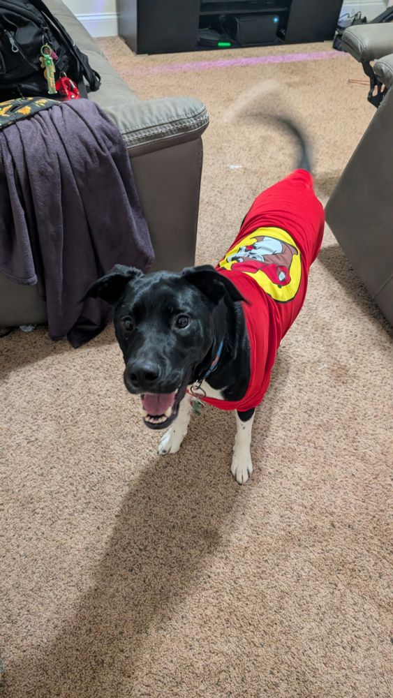 Apollo in a Bucc'ees shirt.
