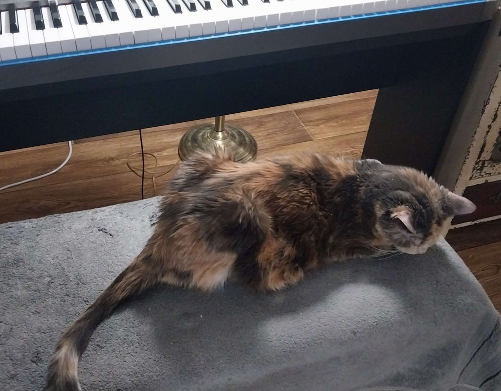 Calico cat laying on a piano bench, preventing human from playing the piano.