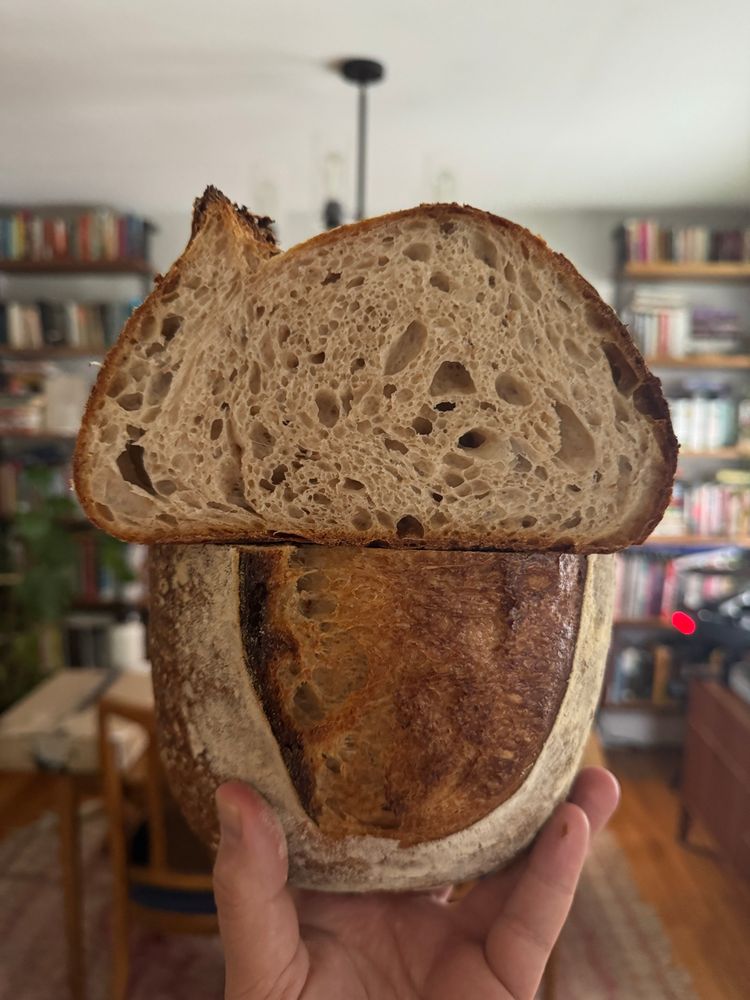 cross section of a tall sourdough loaf with extremely even and open crumb structure 
