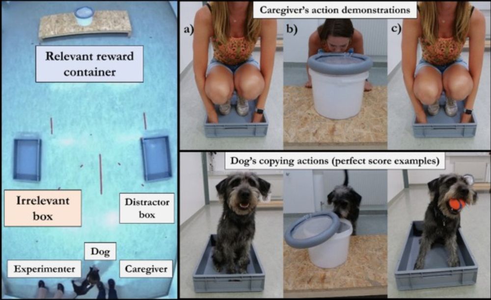 Dogs with prior experience of a task still overimitate their caregiver - Scientific Reports