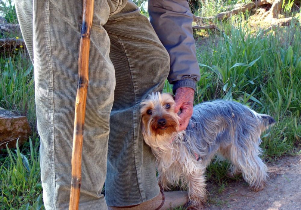 Fur-ever Friends: How Pets Support Brain Function in Older Adults