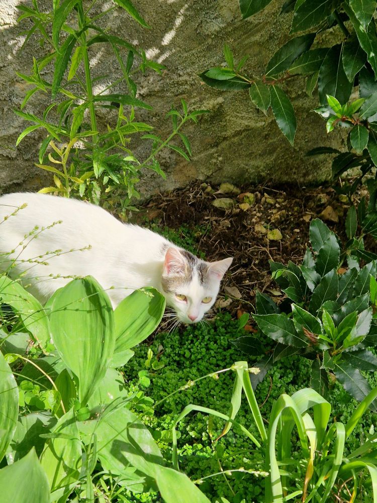 Chica a white cat with grey patches and a pink nose, wandering around the garden amongst the plants in the sun.