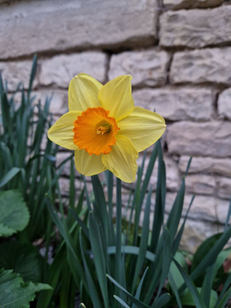 A daffodil with yellow petals and an orange coloured centre.