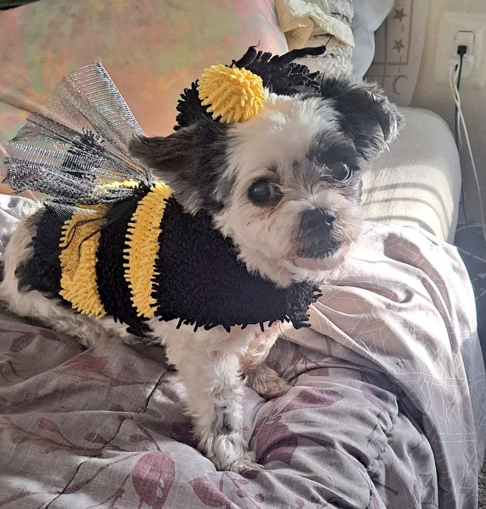 Leelu- Shih Tzu/ Maltese 