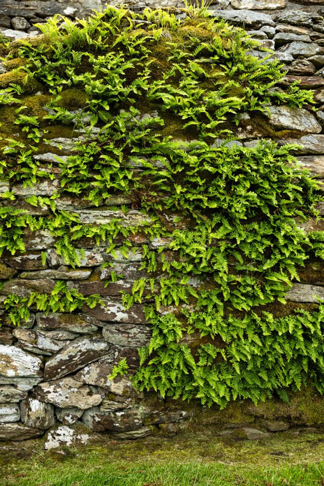 Ferns and moss growing on the walls of an ancient ring fort in Ireland. The soft, vibrant colors of the plants hide the hard, grey rocky wall underneath. 