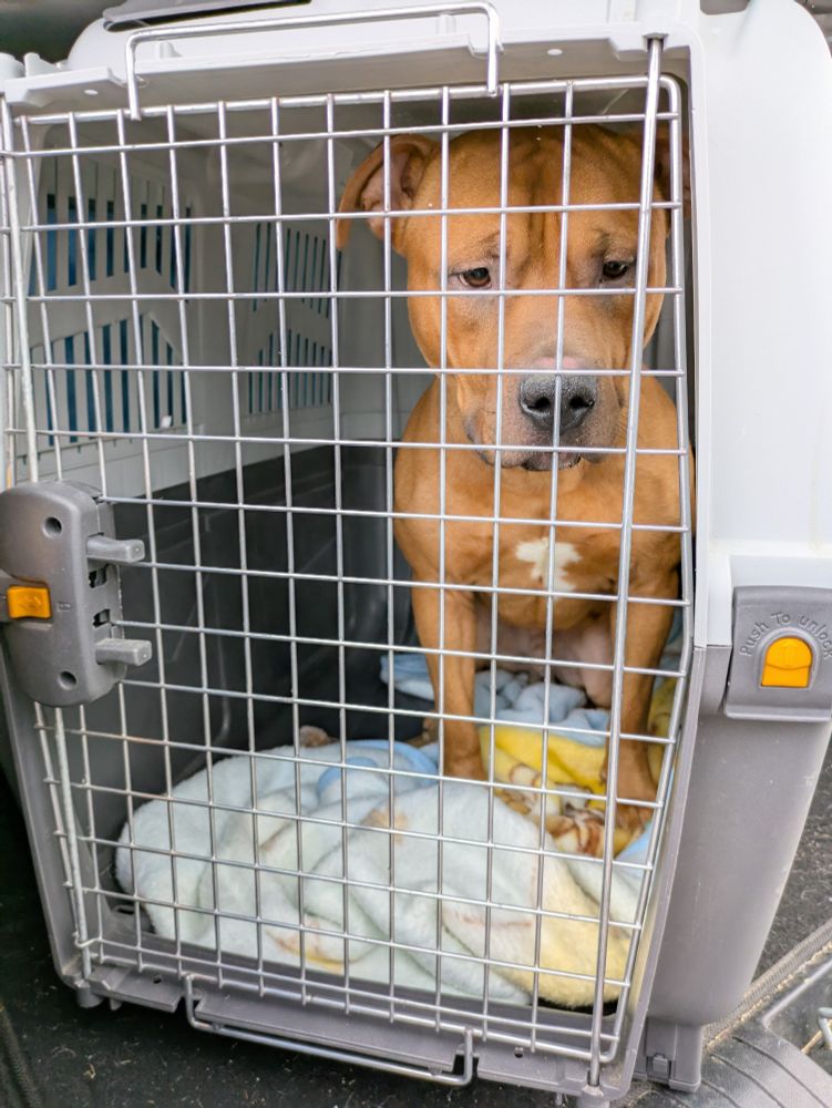 A chunky, tan pitbull sits in a dog crate looking handsome as the crate is loaded into an SUV.