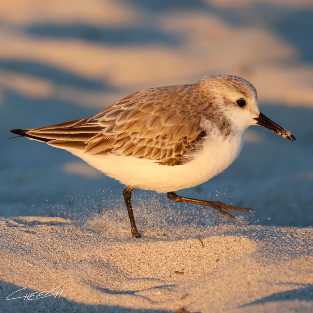 Mottled blurry photograph bird Sanderling shorebird 