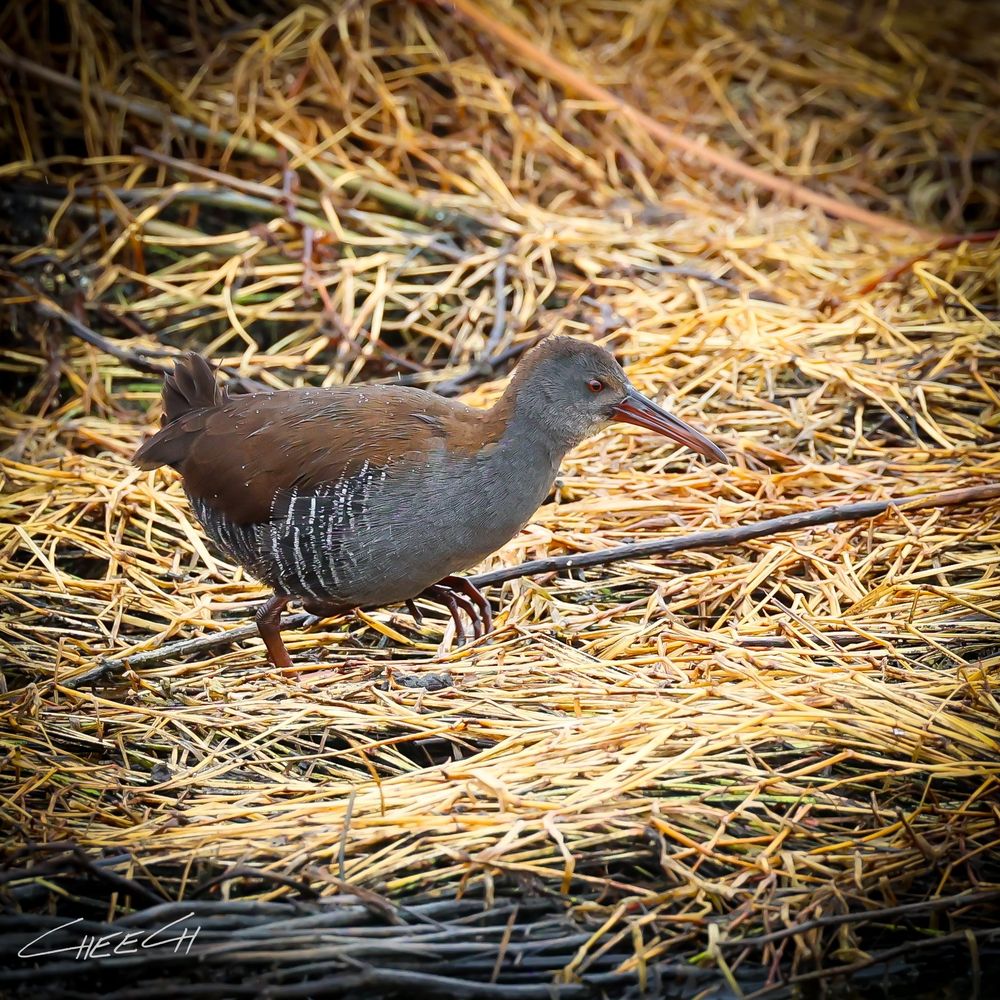 African Rail