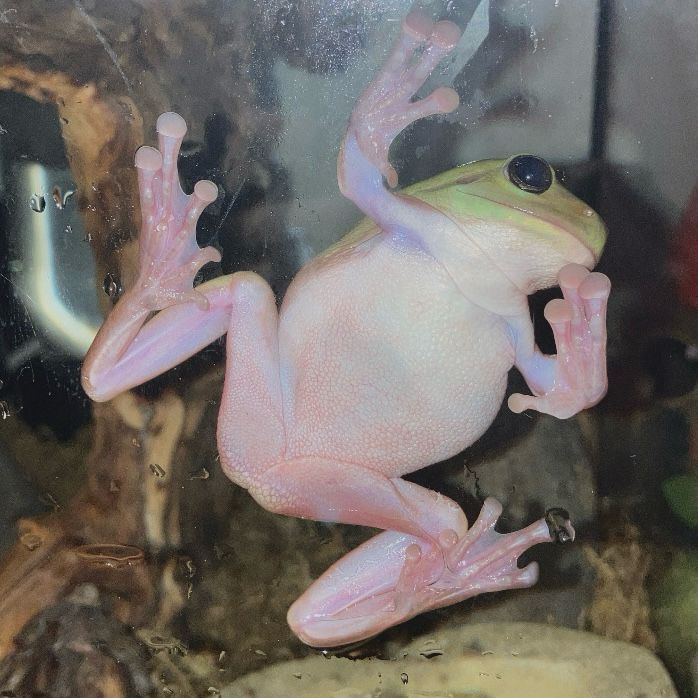 Same white’s tree frog doing another silly pose on the glass lol