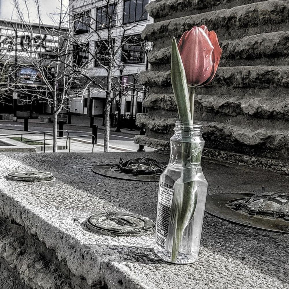 Stylized photo in monochrome with a hint of green and red in the primary subject -- a spring tulip that someone had left in an old bottle on a dry park fountain.