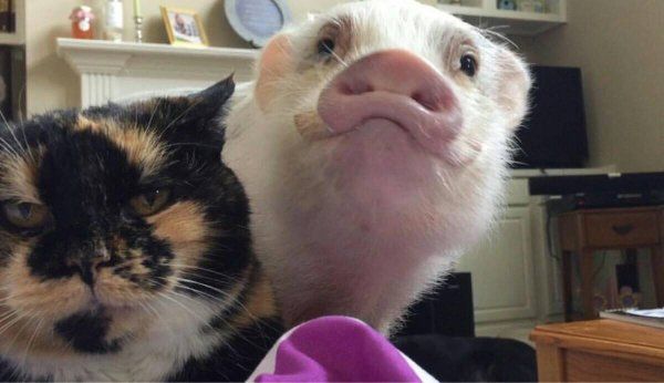 Cat and pig smile for the camera