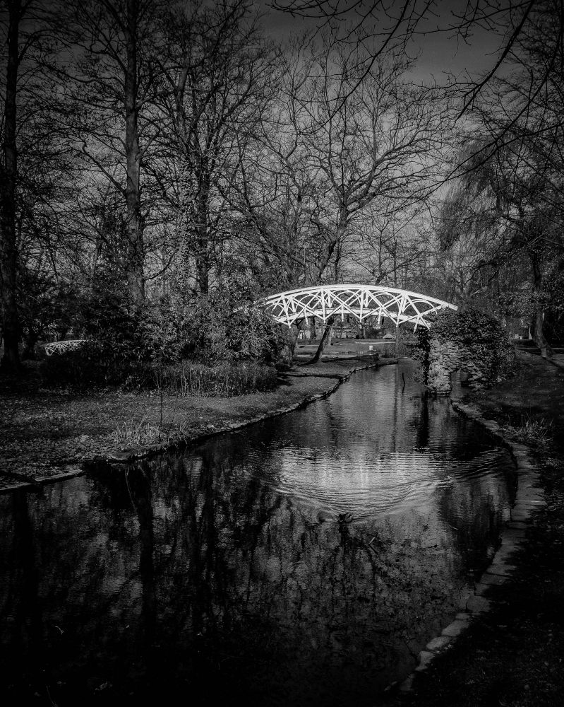 A park in Lier, Belgium at the end of winter. A duck swims towards the camera making ripples on otherwise still water.