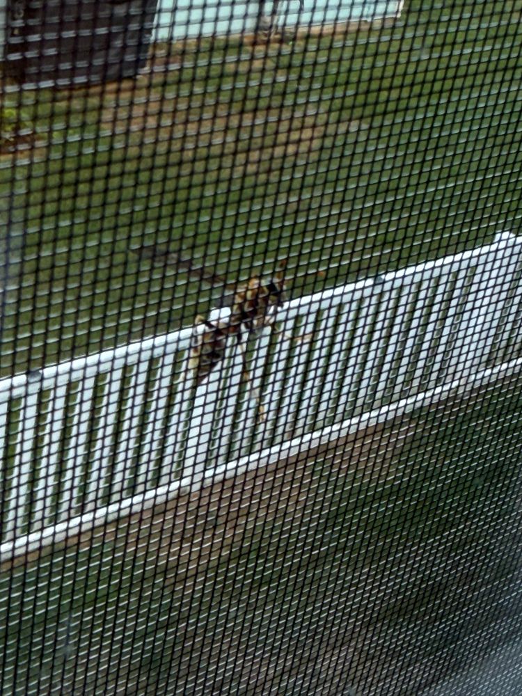 Scary stinging bug.