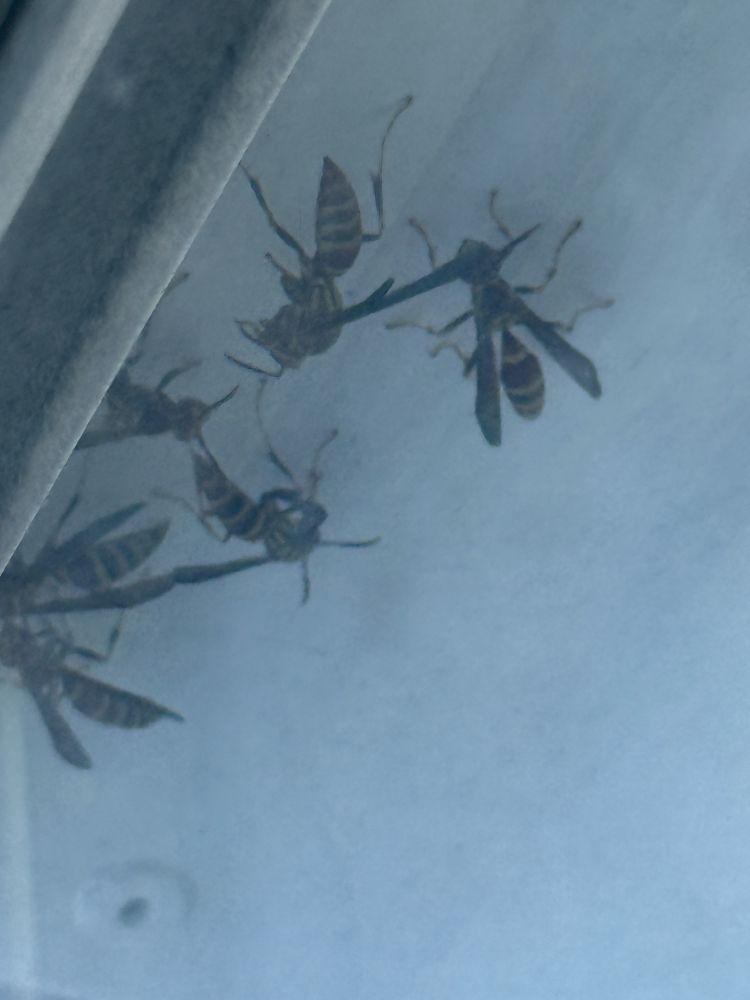 Scary stinging bug.