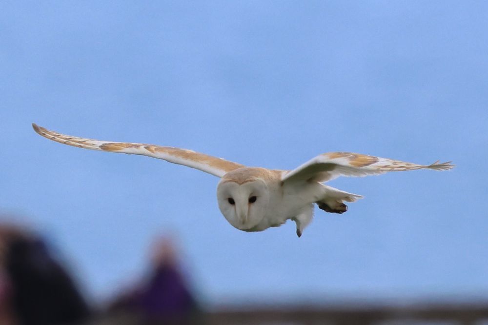 Barn owl flying 