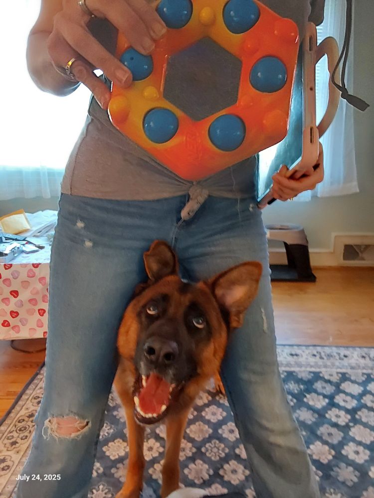 German shepherd dog playing with owner and toy with a smile on his face.