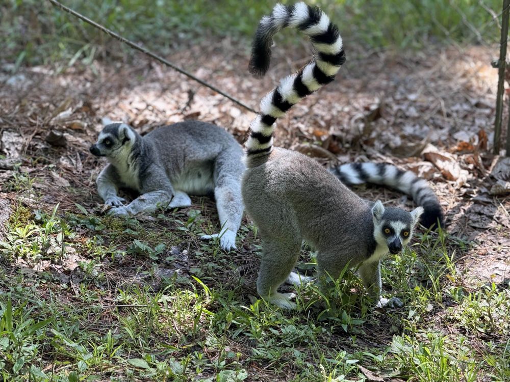 An adult pair of ring-tailed lemurs pauses near a chain-link fence. The male is on the left, laying down on his side and looking lazy. The female is standing on hands and feet in front of him, her ring-tail up and curved like a question mark as she looks toward the camera.