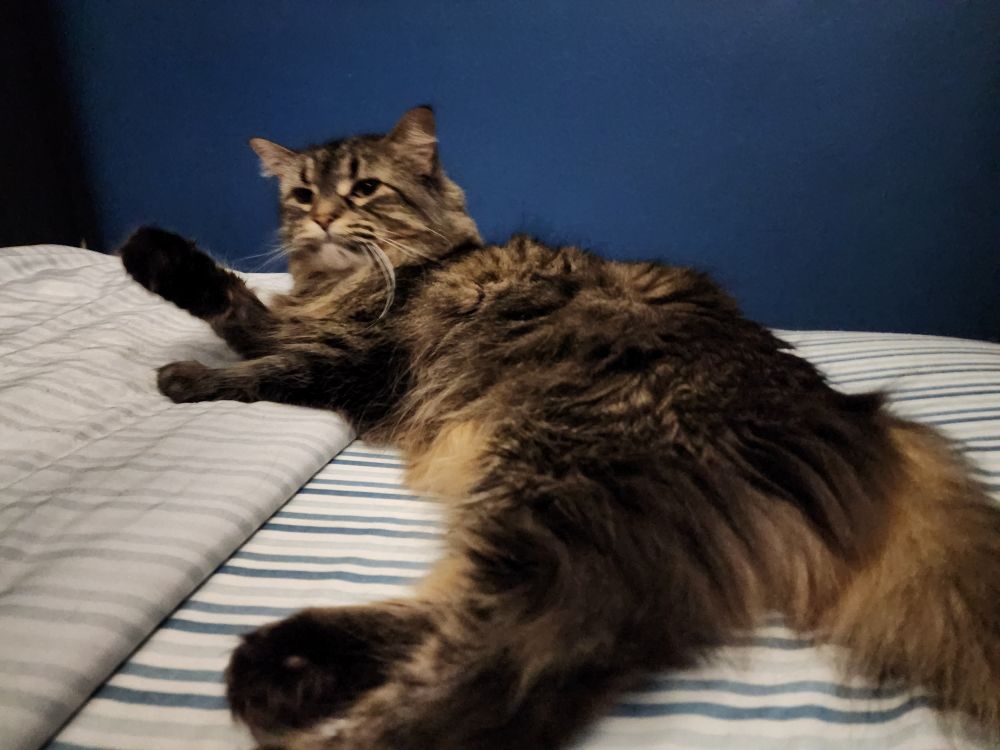 A floofy cat looking irritated that I've interrupted her grooming routine 