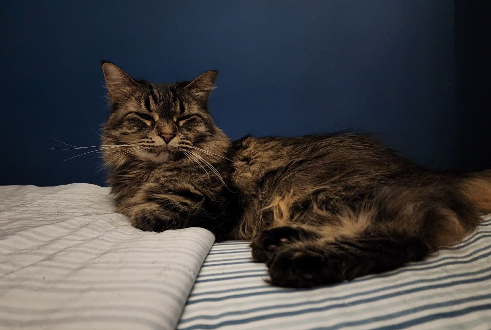 A floofy cat lying on a bed. 