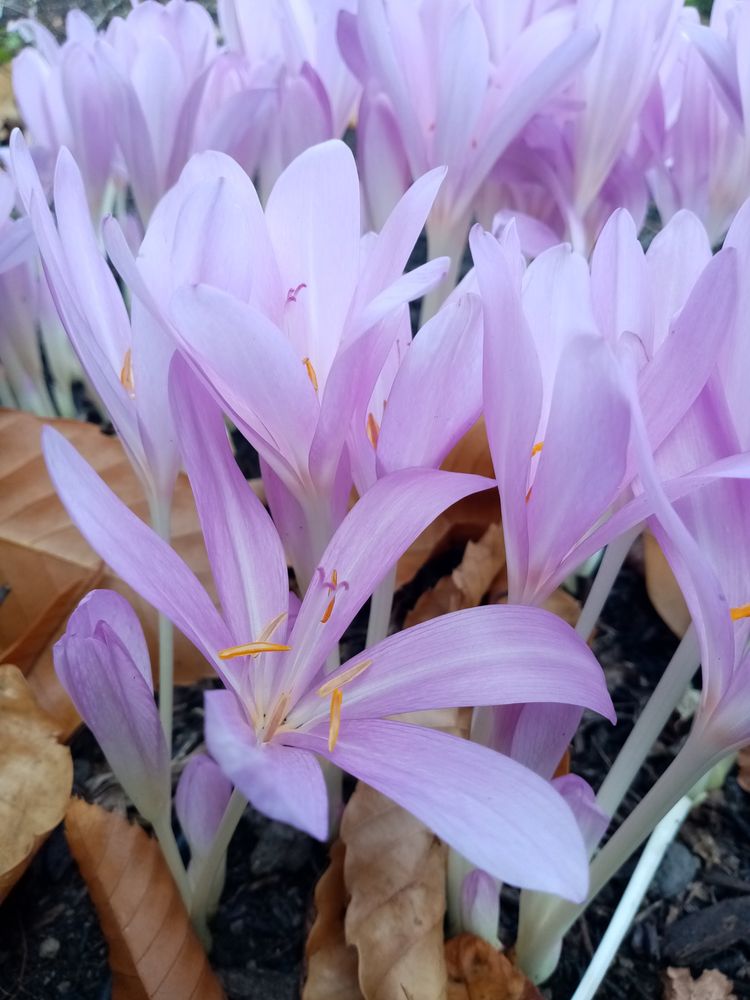 Pale mauve autumn croci poke through fallen leaves 