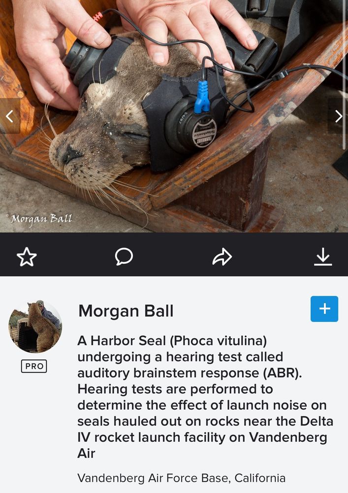 a seal wearing special seal headphones, in some sort of wooden platform. captioned
"Morgan Ball
A Harbor Seal (Phoca vitulina) undergoing a hearing test called auditory brainstem response (ABR). Hearing tests are performed to determine the effect of launch noise on seals hauled out on rocks near the Delta IV rocket launch facility on Vandenberg Air
Vandenberg Air Force Base, California"