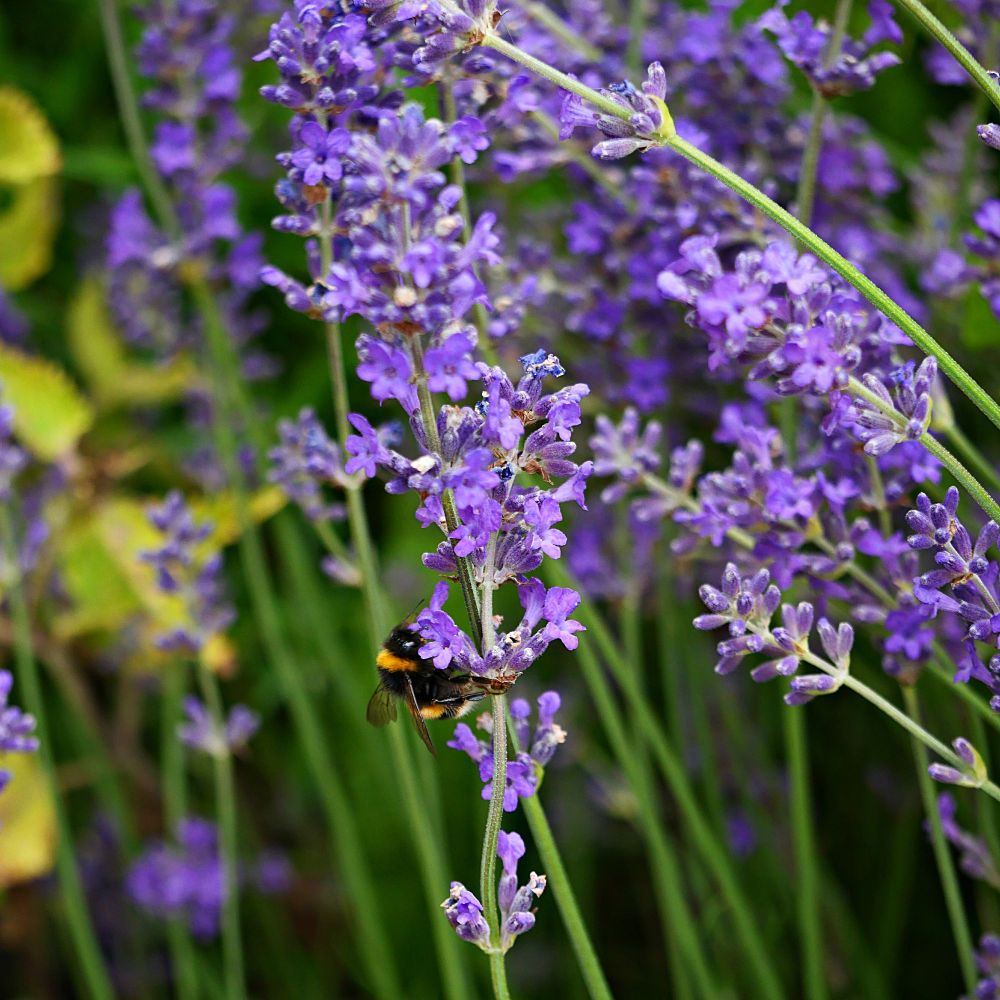 Photo of several flower heads of Lavender and a single bee.