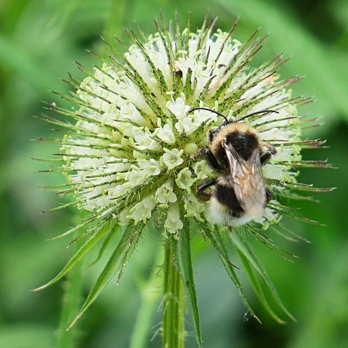 A close up of a teasel flower with a bee.
