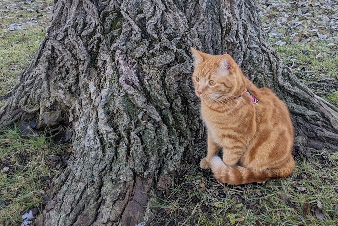 small orange classic tabby sitting at the foot of a tree, gnomelike