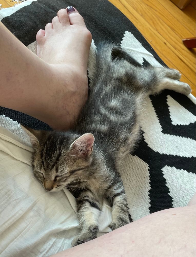 Tiny tabby kitten zonked out between two human limbs 
