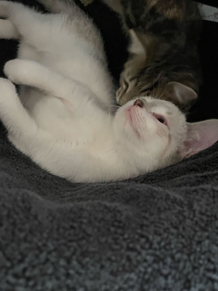 Two cute kitten siblings nuzzling each other while lying on gray fabric. The kitten on the left is a white male that may just be part Siamese and he is lying on his back. The one on the right is a female tabby with her face burrowed into his neck and her bro’s head is tilted towards her.