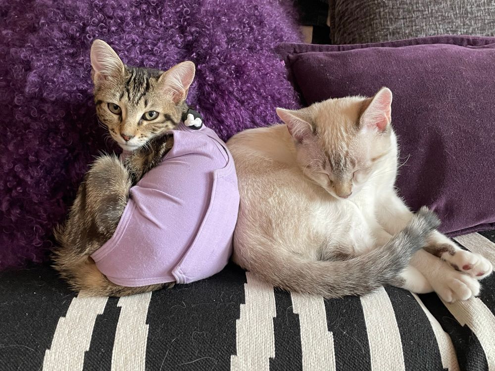 Two of the most adorable kittens you could possibly imagine, a tabby in a lavender onesie on the left looking directly into the camera and her white brother on the left with his eyes closed and head nodding off, tabby-ish tail wrapped around him and they are cuddled up back to back on top of a black and white striped fabric with purple pillows behind them 