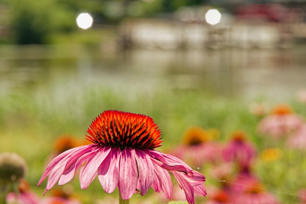 A purple coneflower is in perfect focus near the very bottom of the frame just a bit left of center,  behind that are numerous similar flowers not quite in focus and then a row of grass and behind that a surface of water with diffuse reflections and a building and docks out of fovus on the far side with two bright polygonal spots