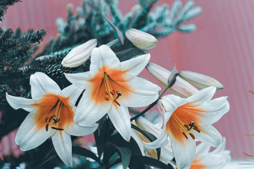 Three open lily flowers which are orange/yellow on the inside and white on the inside with an evergreen tree with tight cones and a corrugated red barn wall behind it