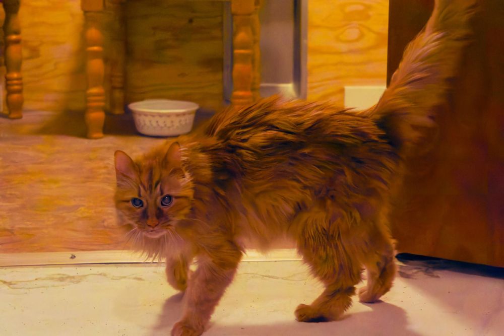 An unusually fluffy orange cat looks supernaturally smooth half because he's really that ways and half because I applied a lot of noise reduction so I was able to shoot this in the dark when he was prancing around quickly.