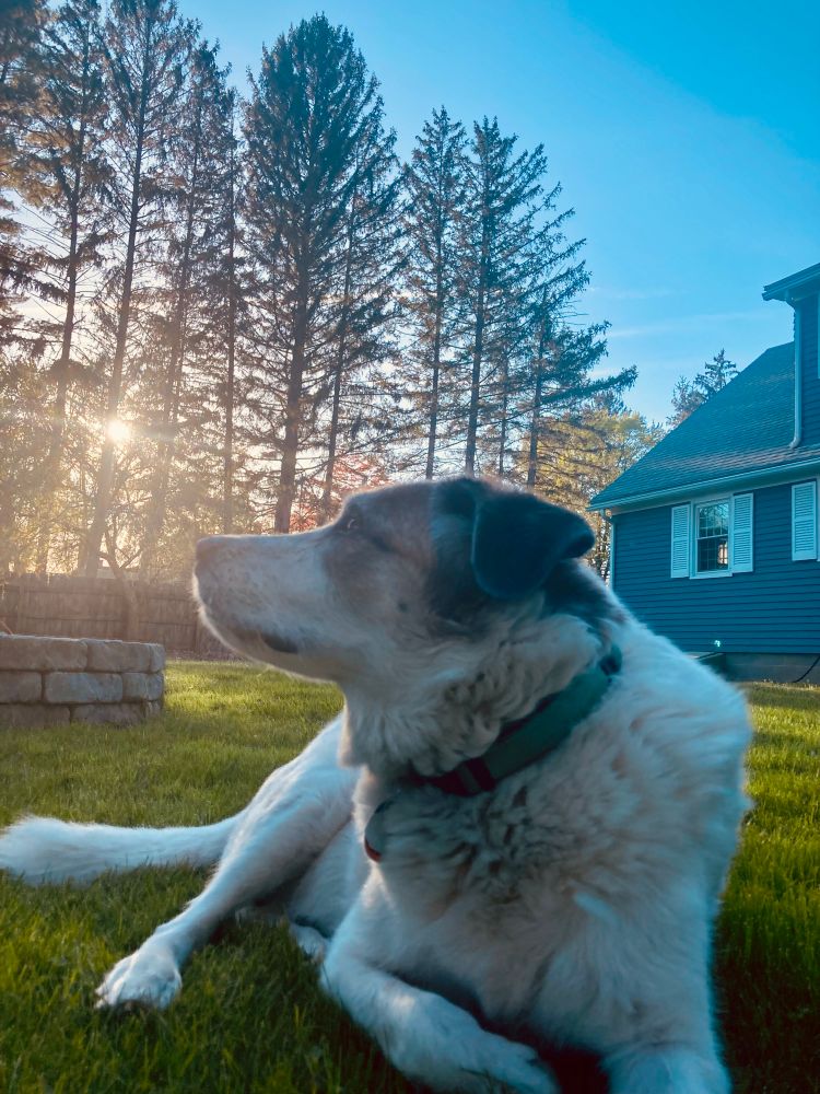Maggie (a brown and white Great Pyrenees/German Shepherd) enjoying the green grass and sun. 