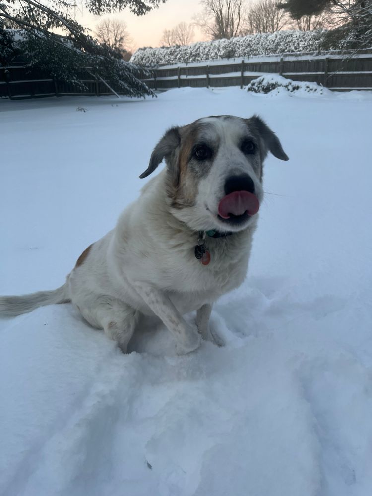 Maggie (a brown and white Great Pyrenees/German Shepherd) sitting in the snow. 