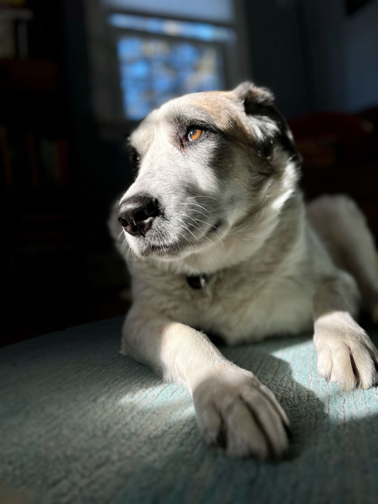 Sunlight on a Great Pyrenees/German Shepherd mix brown and white dog. 